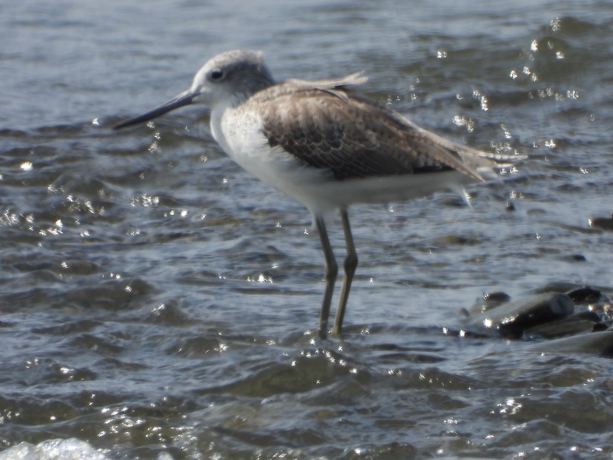 Common Greenshank - ML643818990