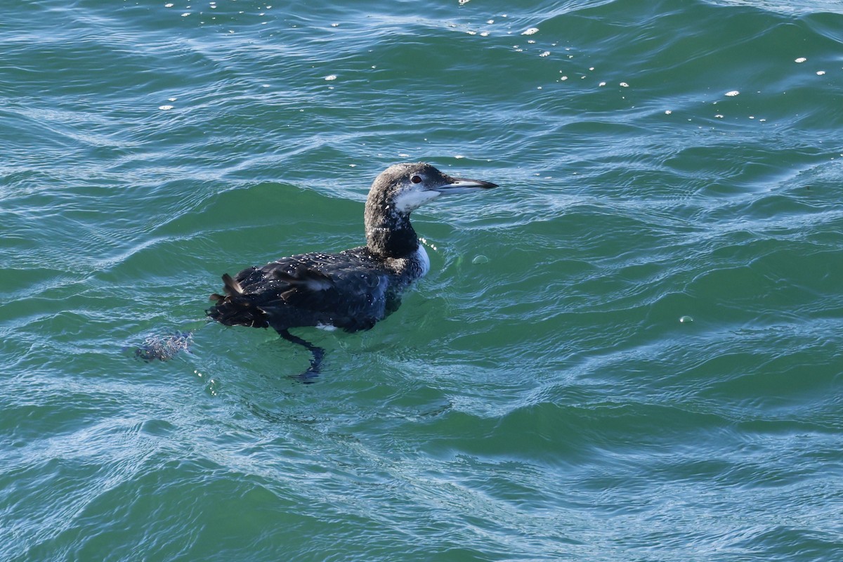 Common Loon - ML643819012
