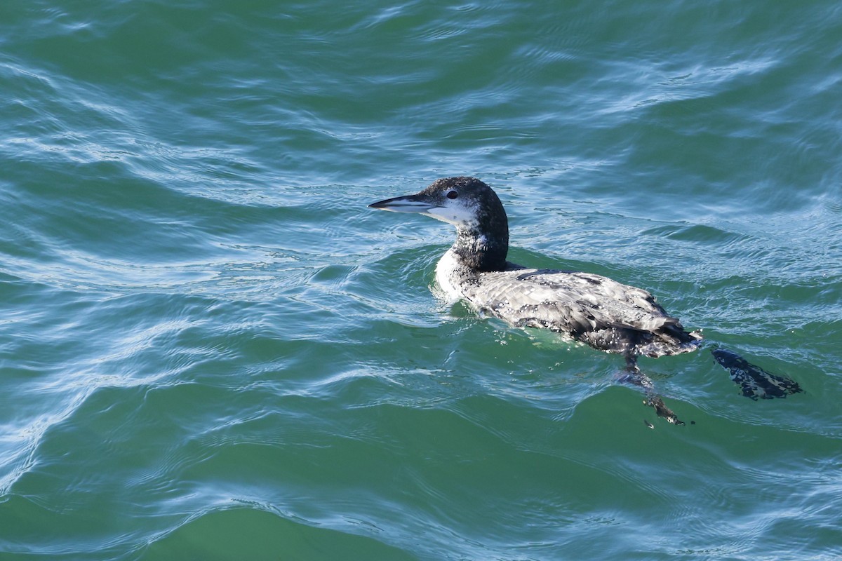 Common Loon - ML643819013