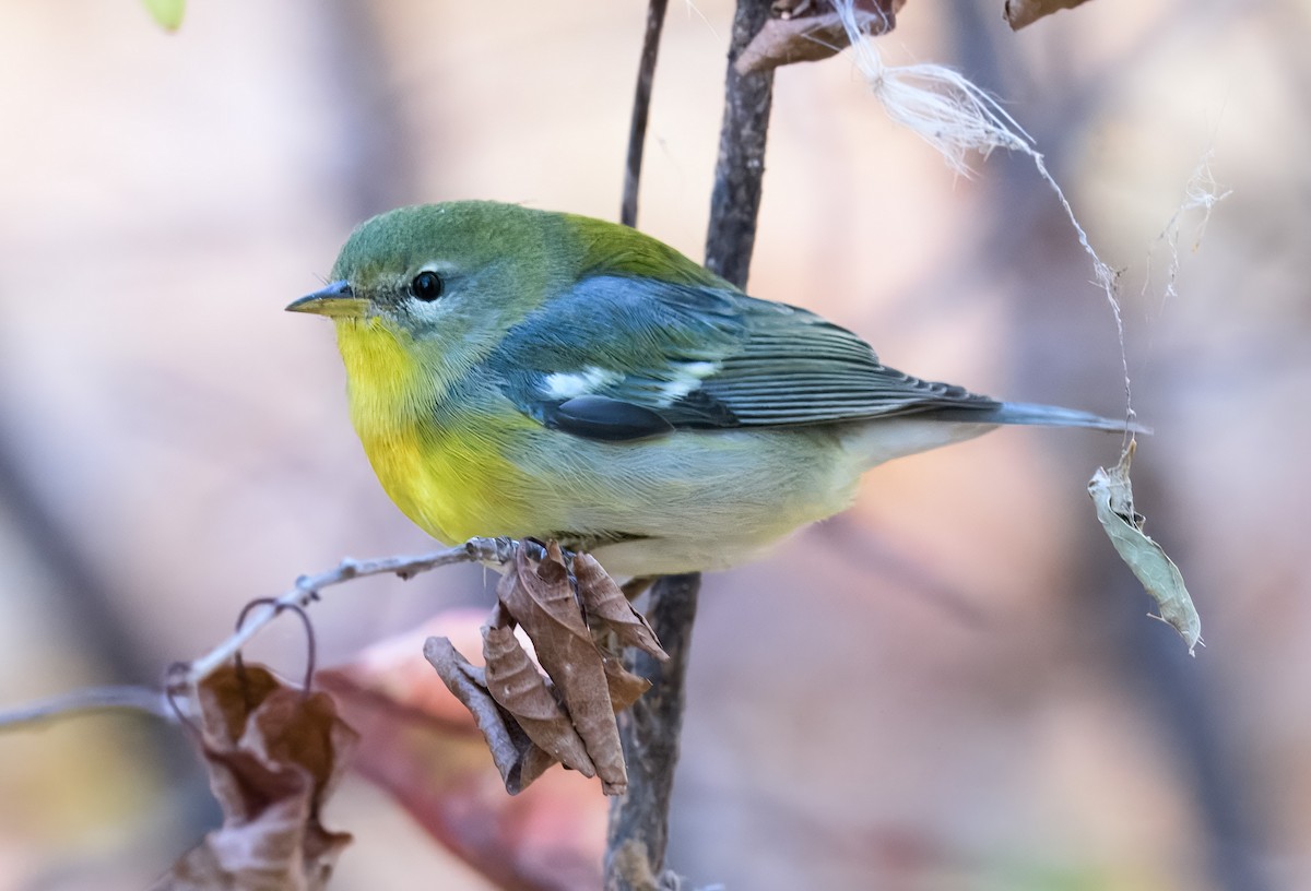 Northern Parula - ML643819017