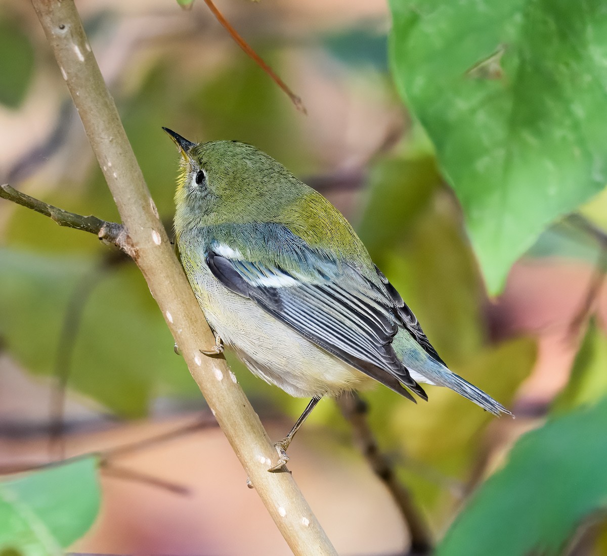 Northern Parula - ML643819018