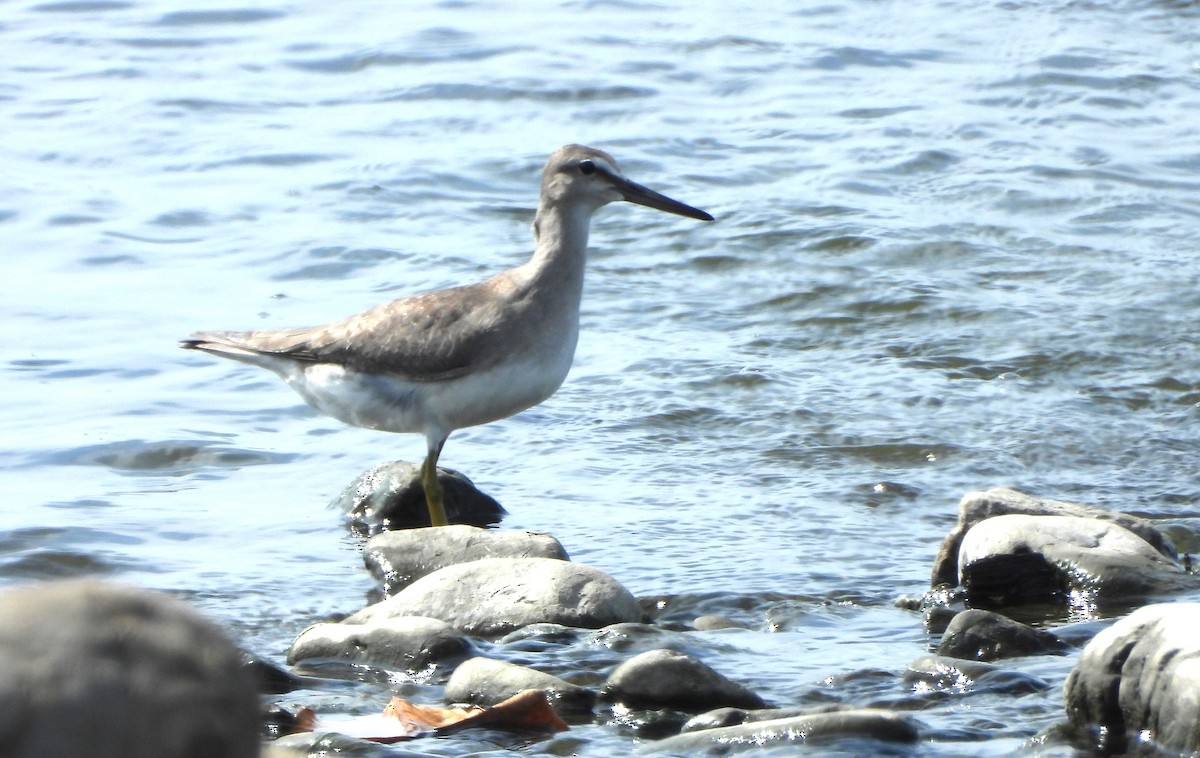 Gray-tailed Tattler - ML643819020