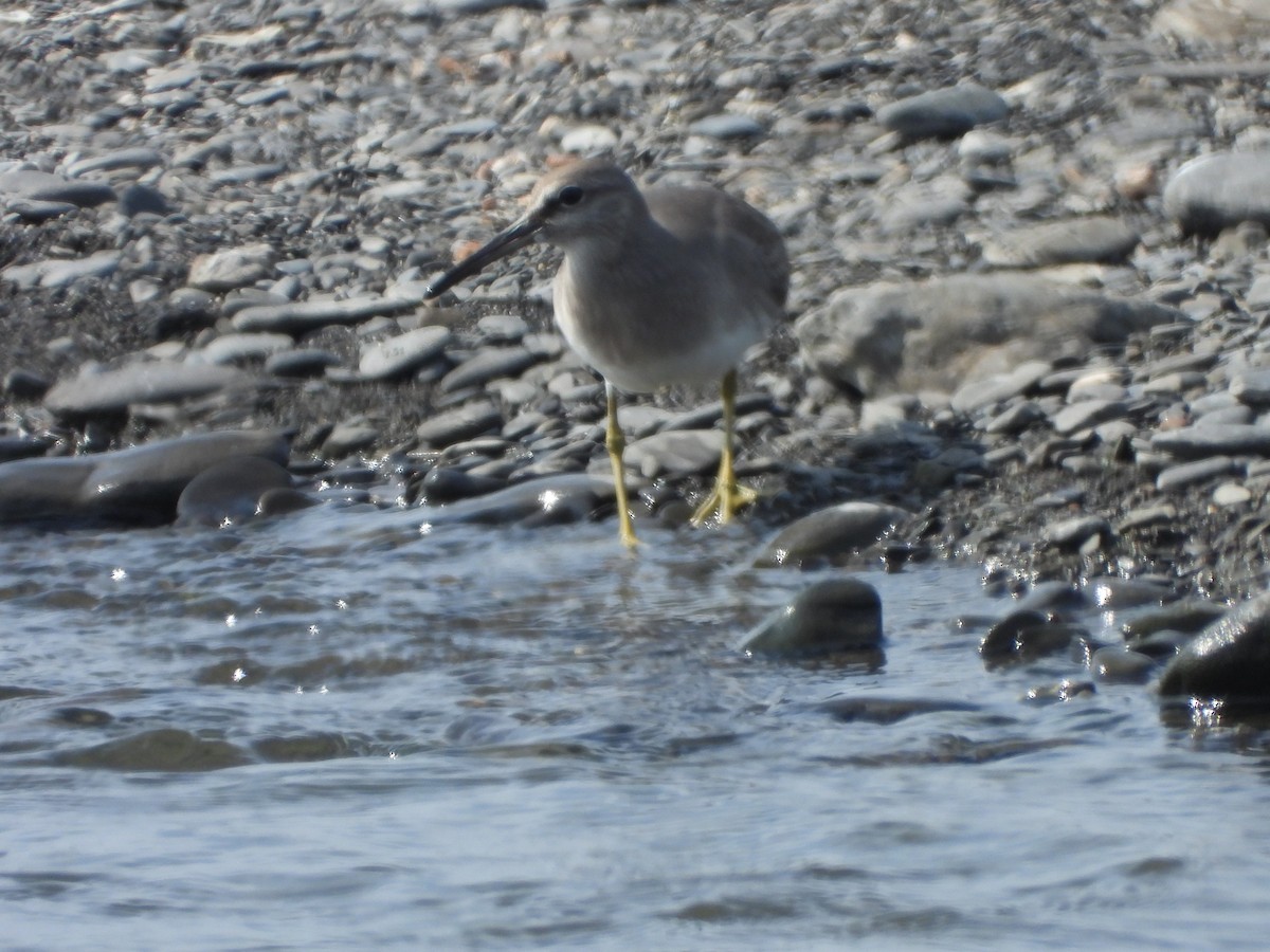 Gray-tailed Tattler - ML643819021