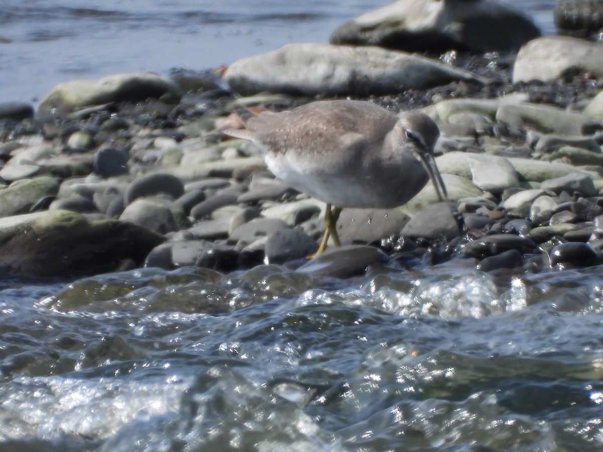 Gray-tailed Tattler - ML643819022