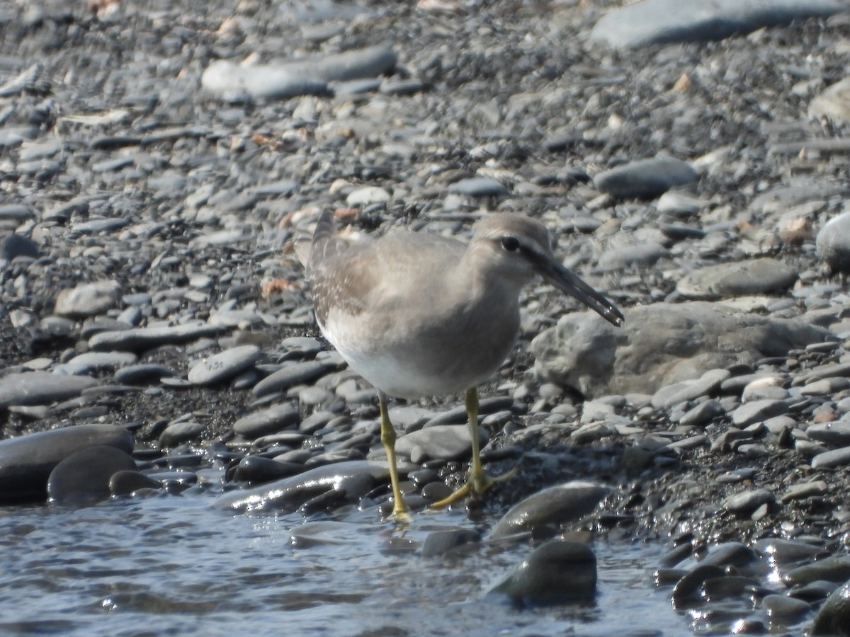 Gray-tailed Tattler - ML643819023