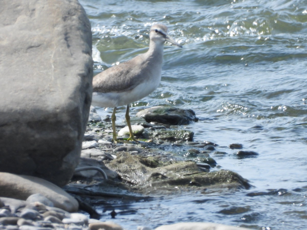Gray-tailed Tattler - ML643819024
