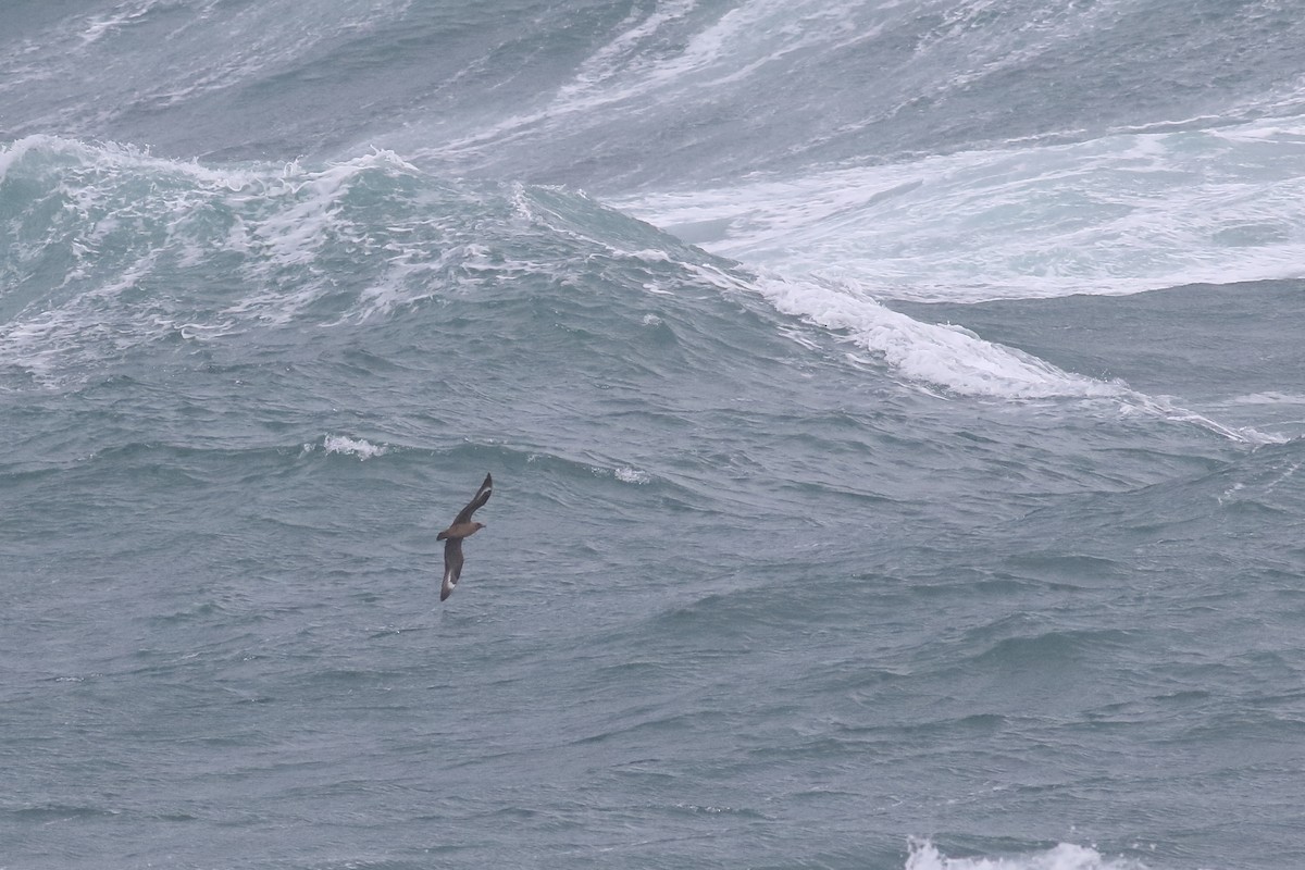 Great Skua - ML643819026