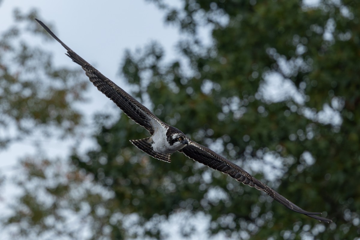 Osprey (American) - ML643819028