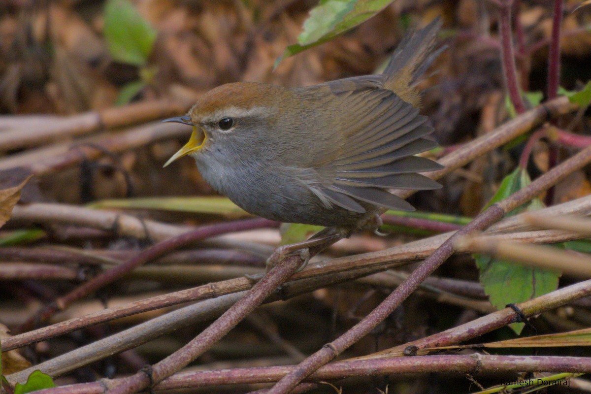 Bouscarle à couronne brune - ML643819033