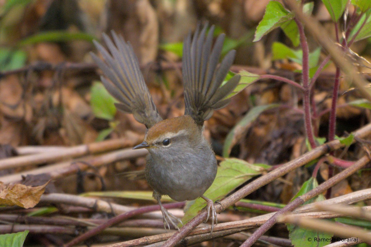 Bouscarle à couronne brune - ML643819034