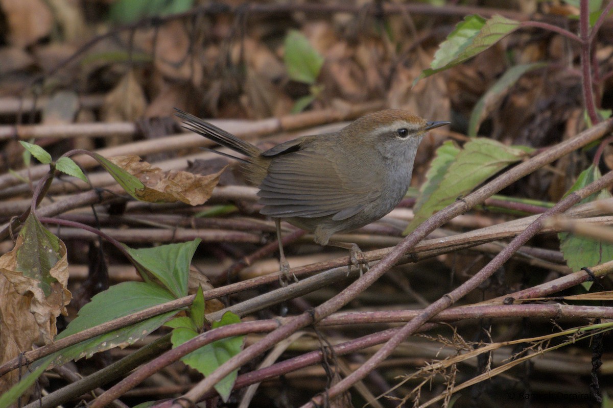 Bouscarle à couronne brune - ML643819035