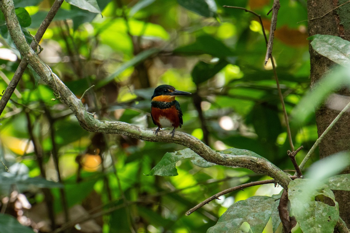 American Pygmy Kingfisher - ML643819049