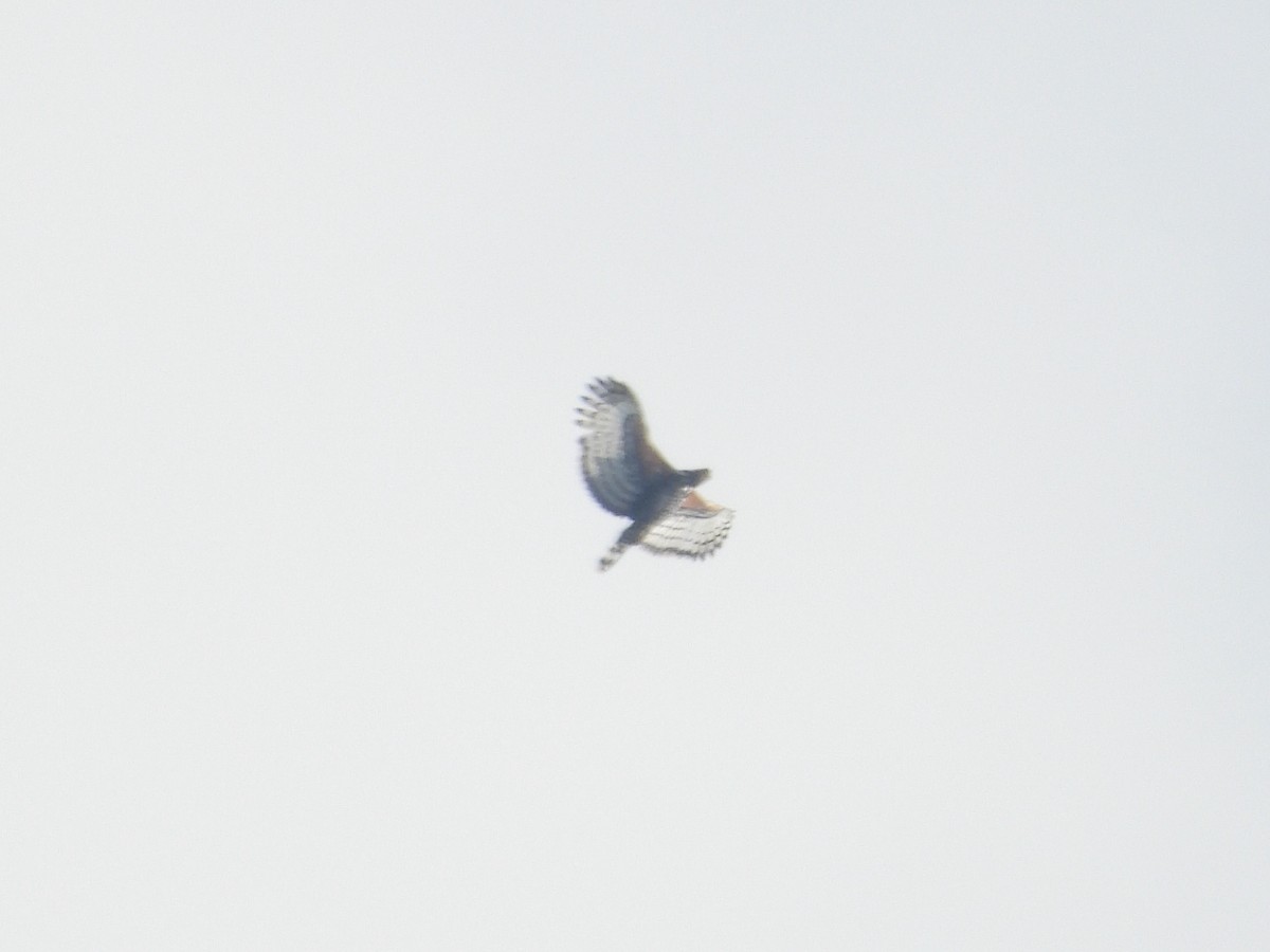 Aigle couronné - ML643819057