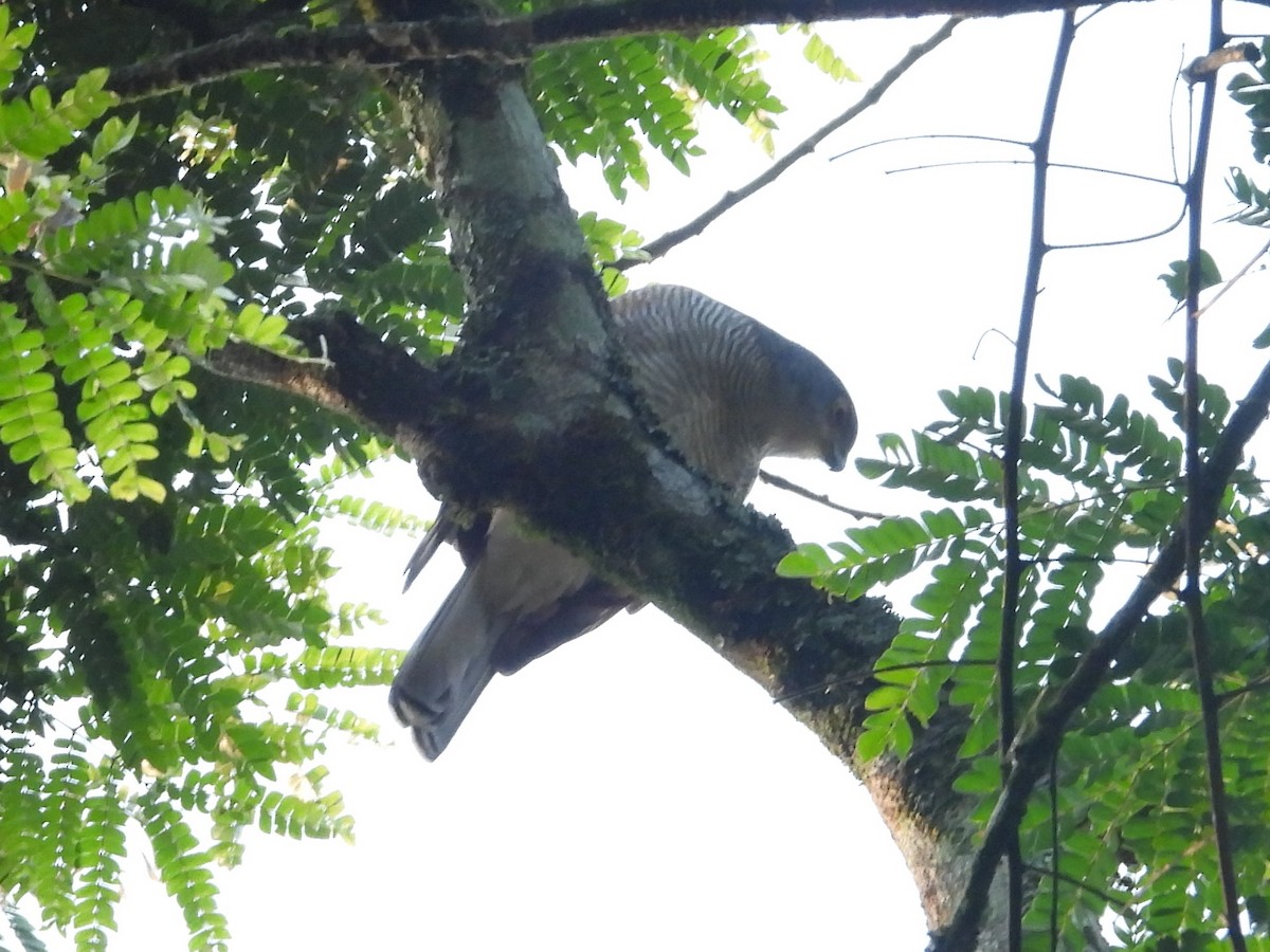 African Goshawk (Eastern) - ML643819066