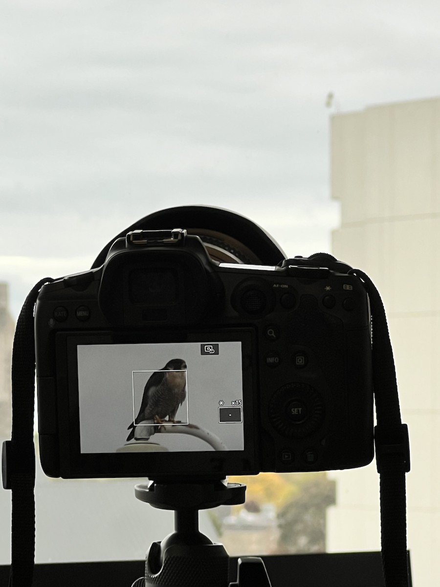 Peregrine Falcon - ML643819068