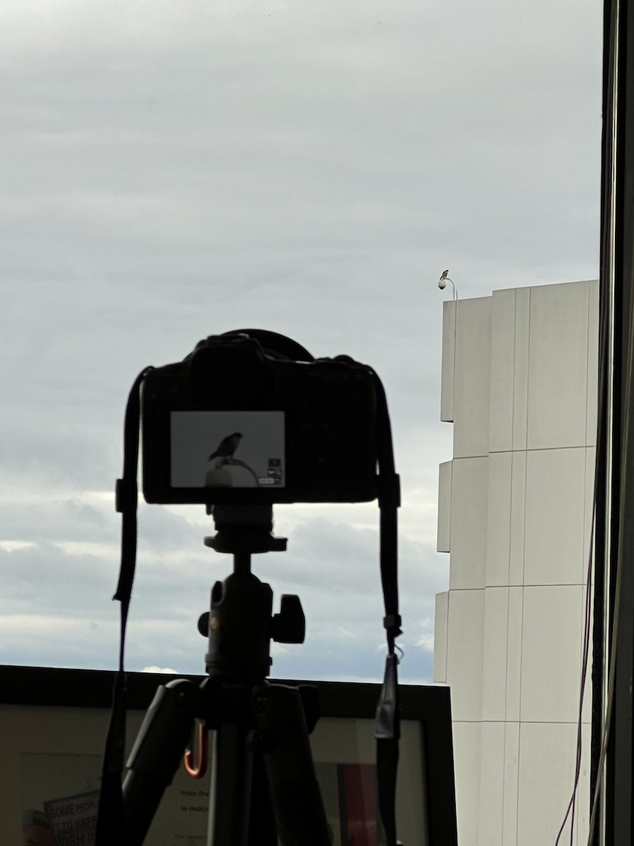 Peregrine Falcon - ML643819069