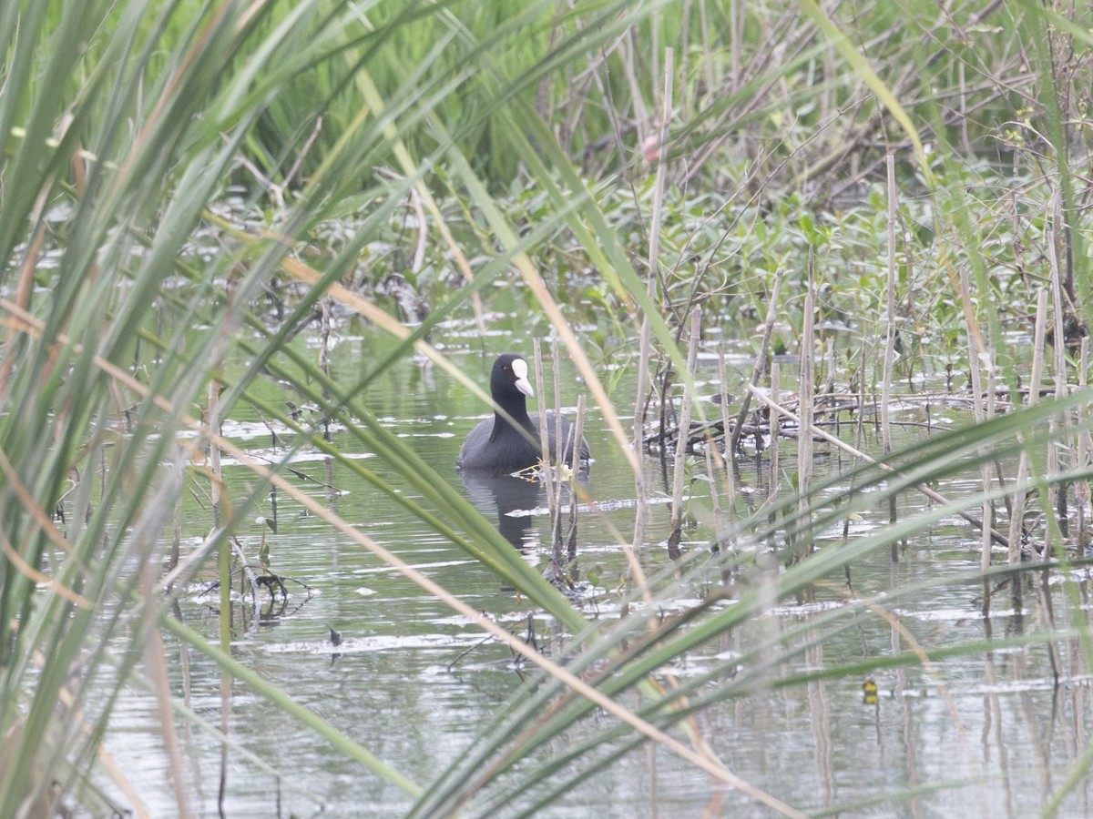 Eurasian Coot - ML643819074