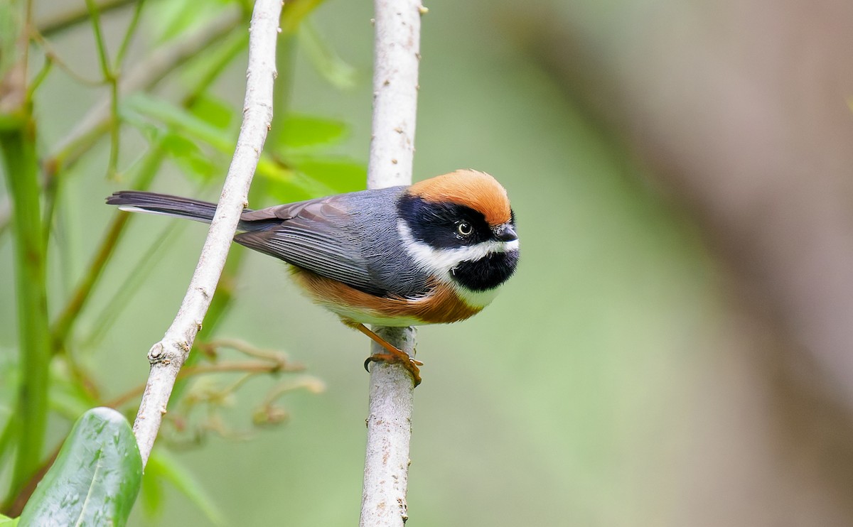 Black-throated Tit - ML643819076
