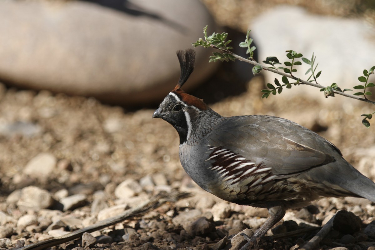 Gambel's Quail - ML643819089
