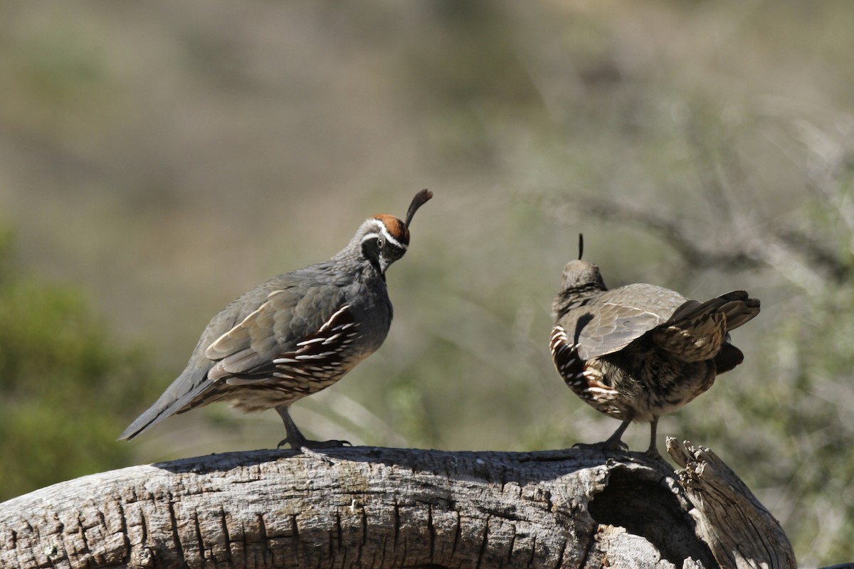 Gambel's Quail - ML643819090