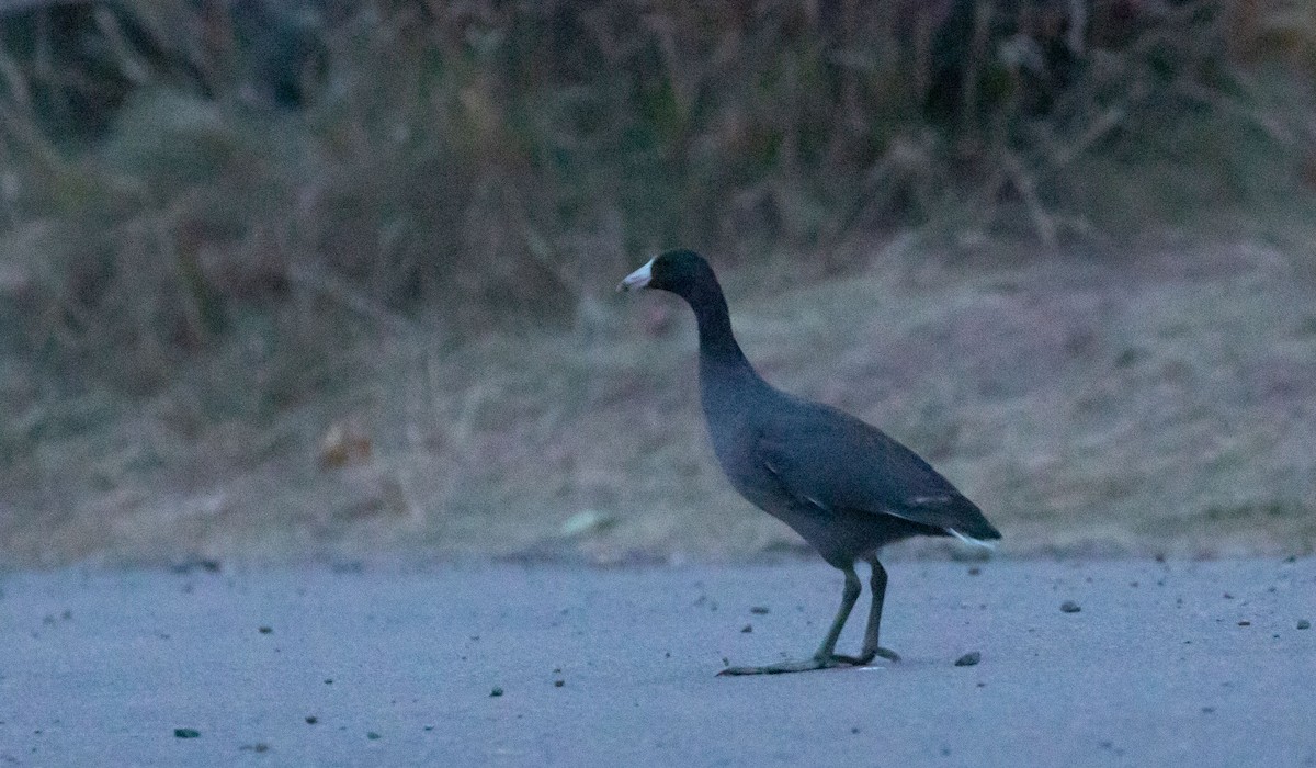 American Coot - ML643819092