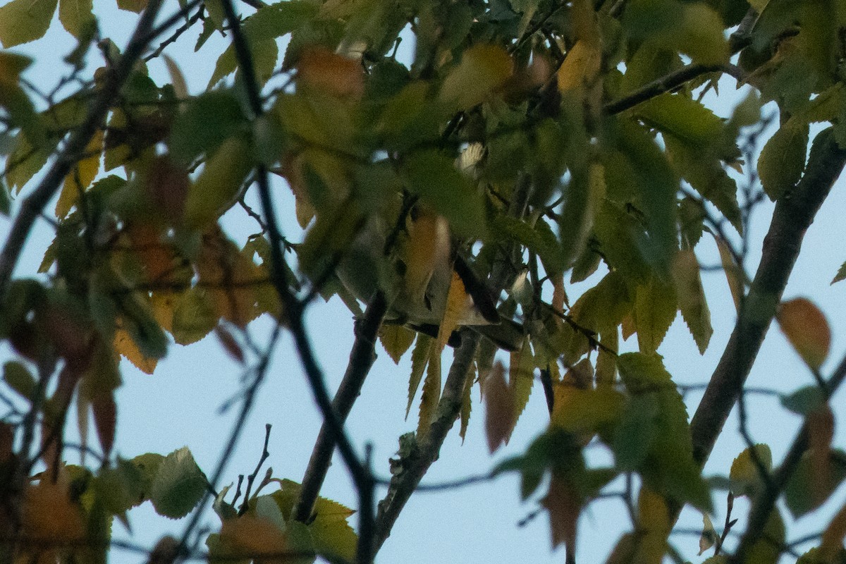 Golden-winged Warbler - ML643819102