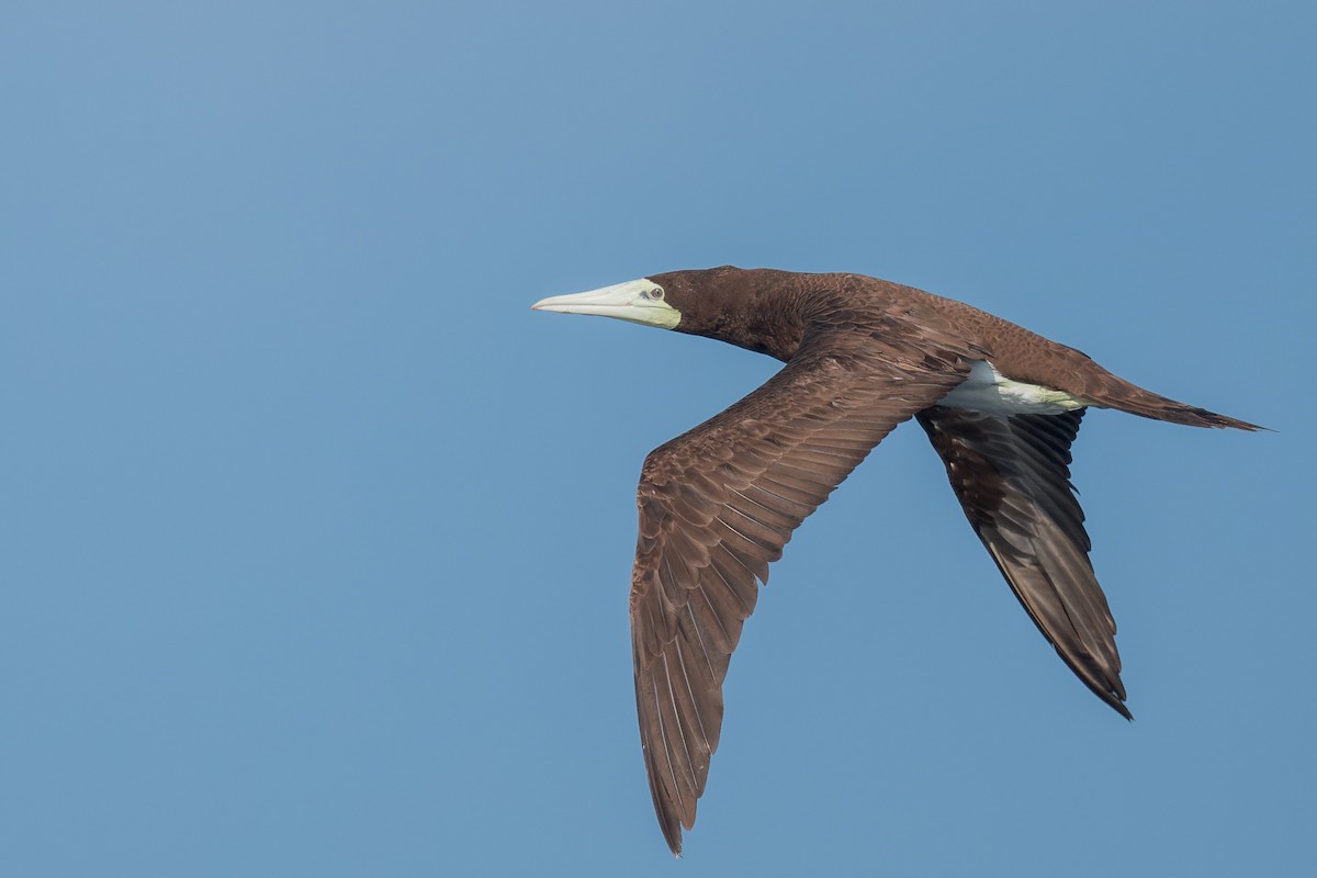 白腹鰹鳥 - ML643819104