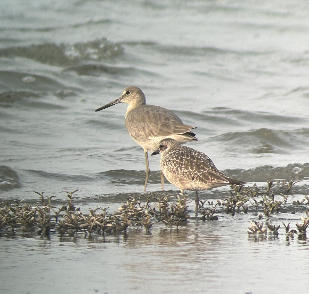Black-bellied Plover - ML643819109