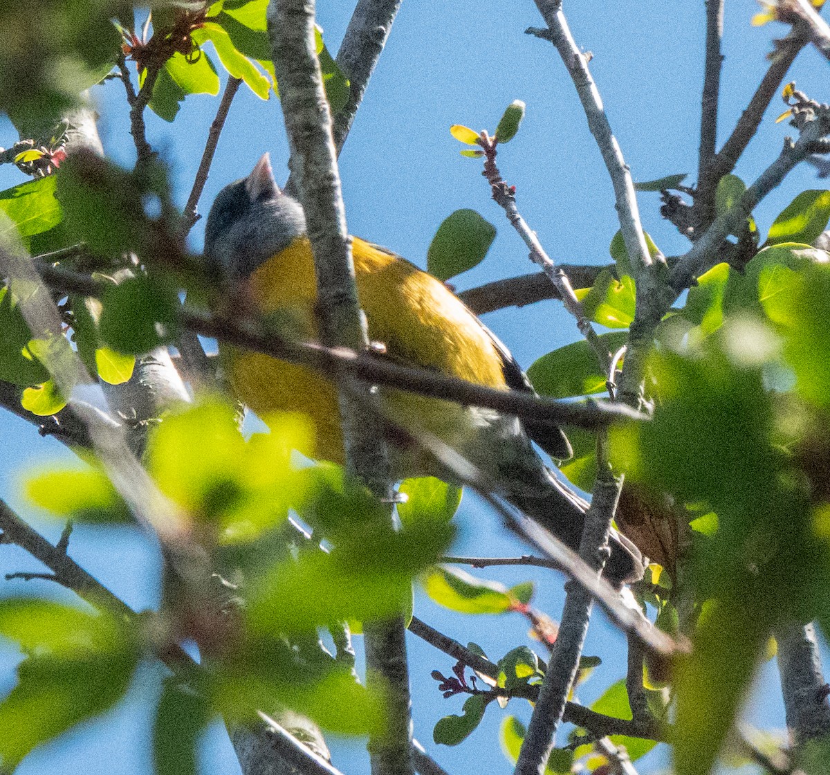 Yal Patagón - ML643819122