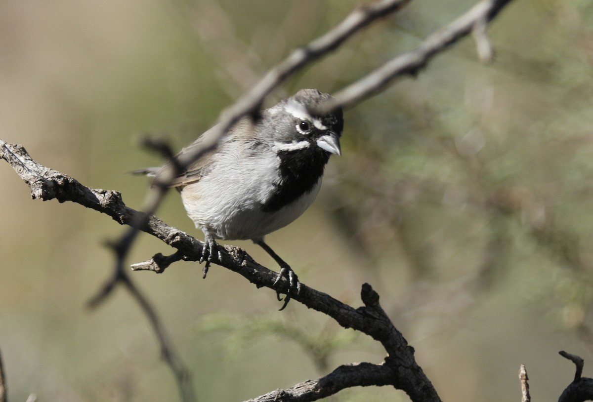 Black-throated Sparrow - ML643819150