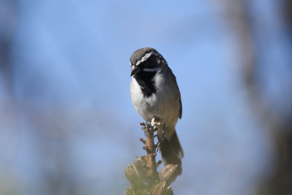 Black-throated Sparrow - ML643819151