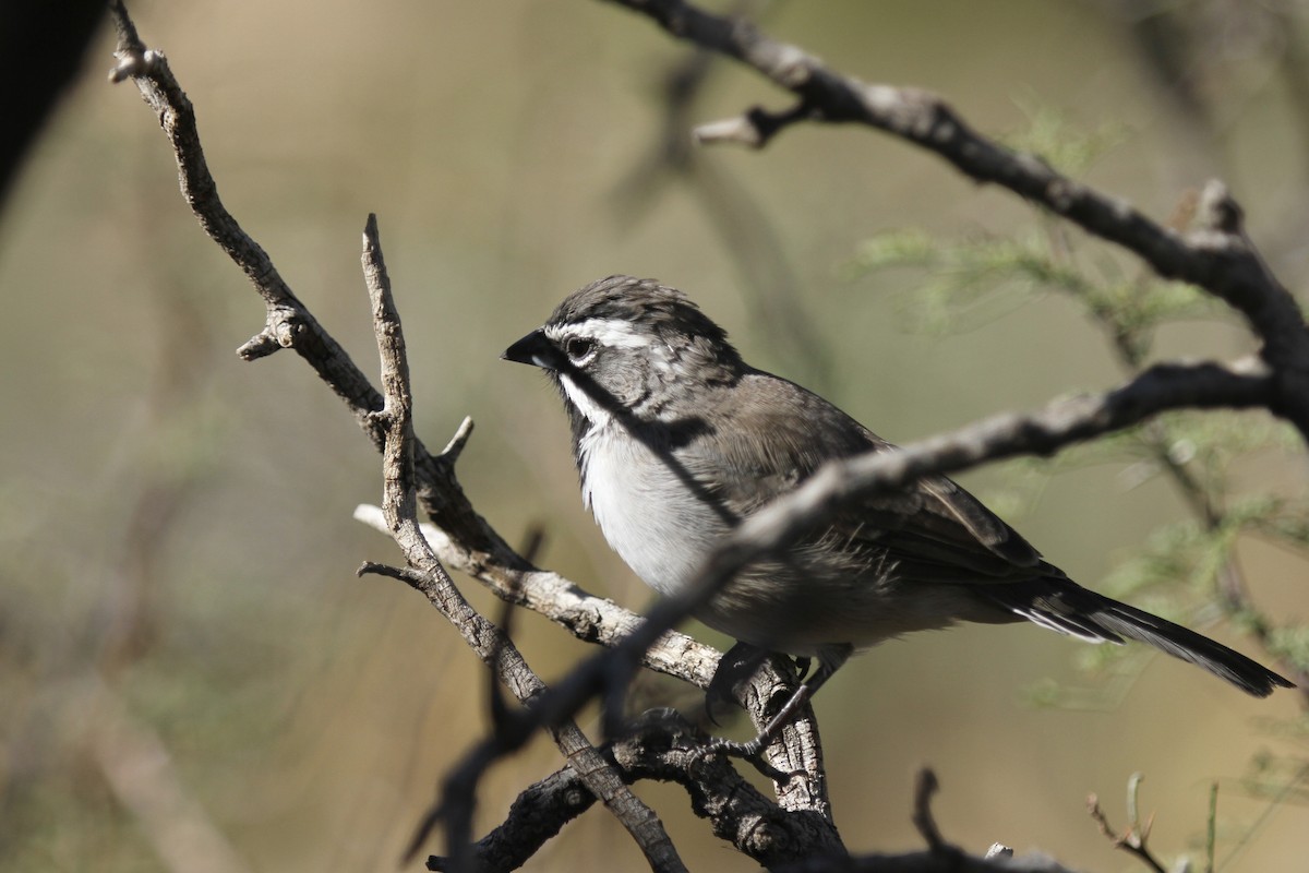 Black-throated Sparrow - ML643819152