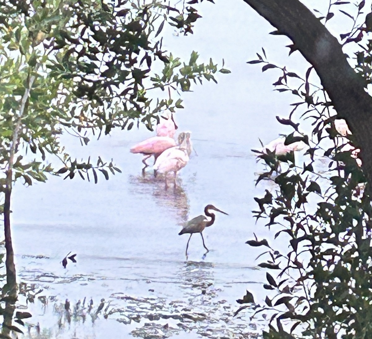 Roseate Spoonbill - ML643819153