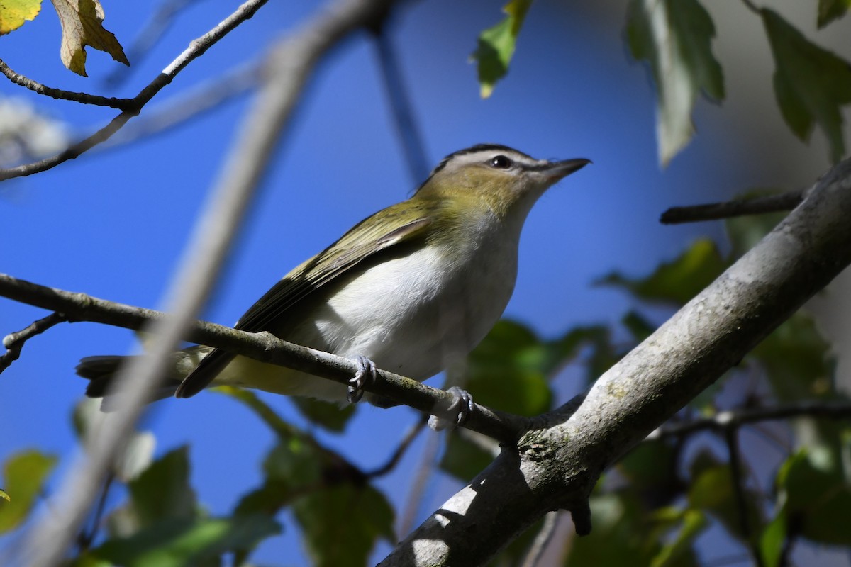 Rotaugenvireo - ML643819154