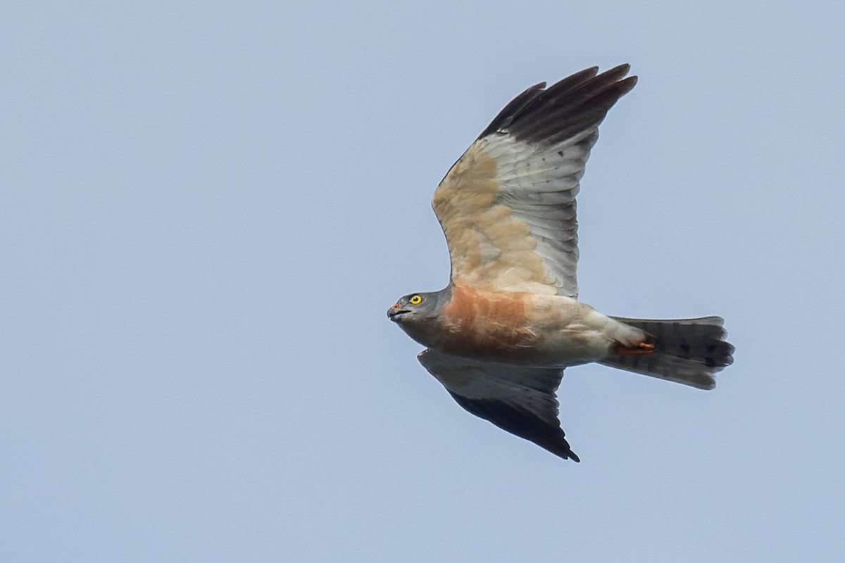 赤腹鷹 - ML643819179