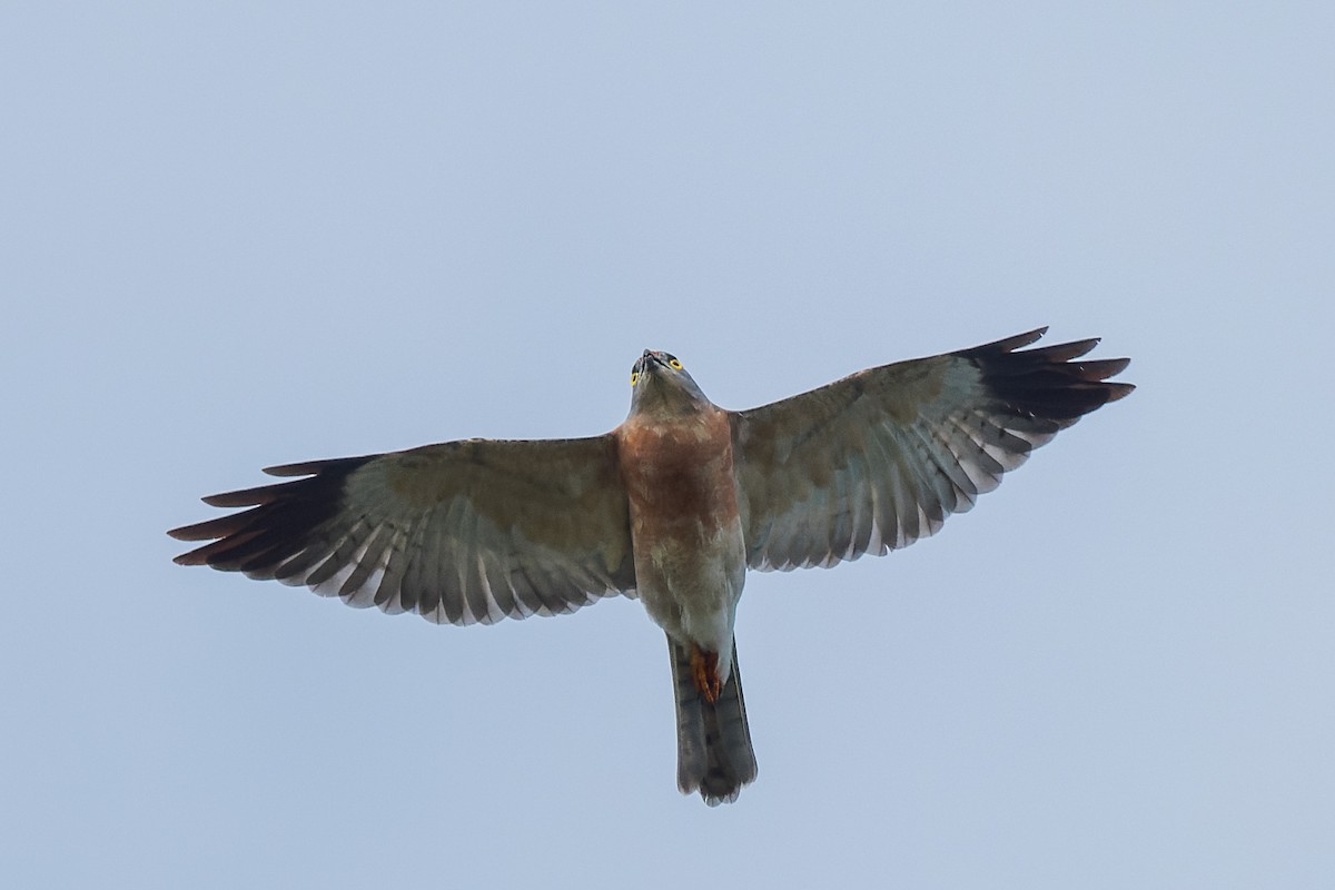 赤腹鷹 - ML643819181