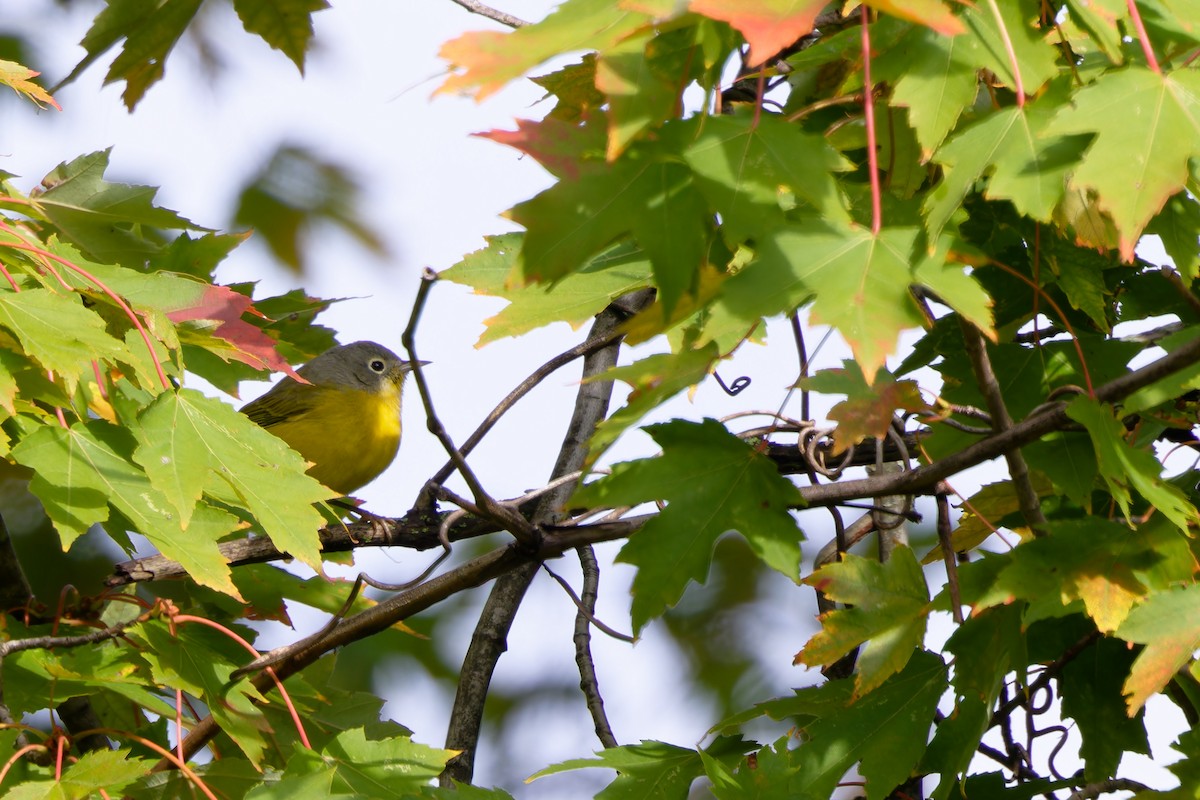 Nashville Warbler - ML643819212