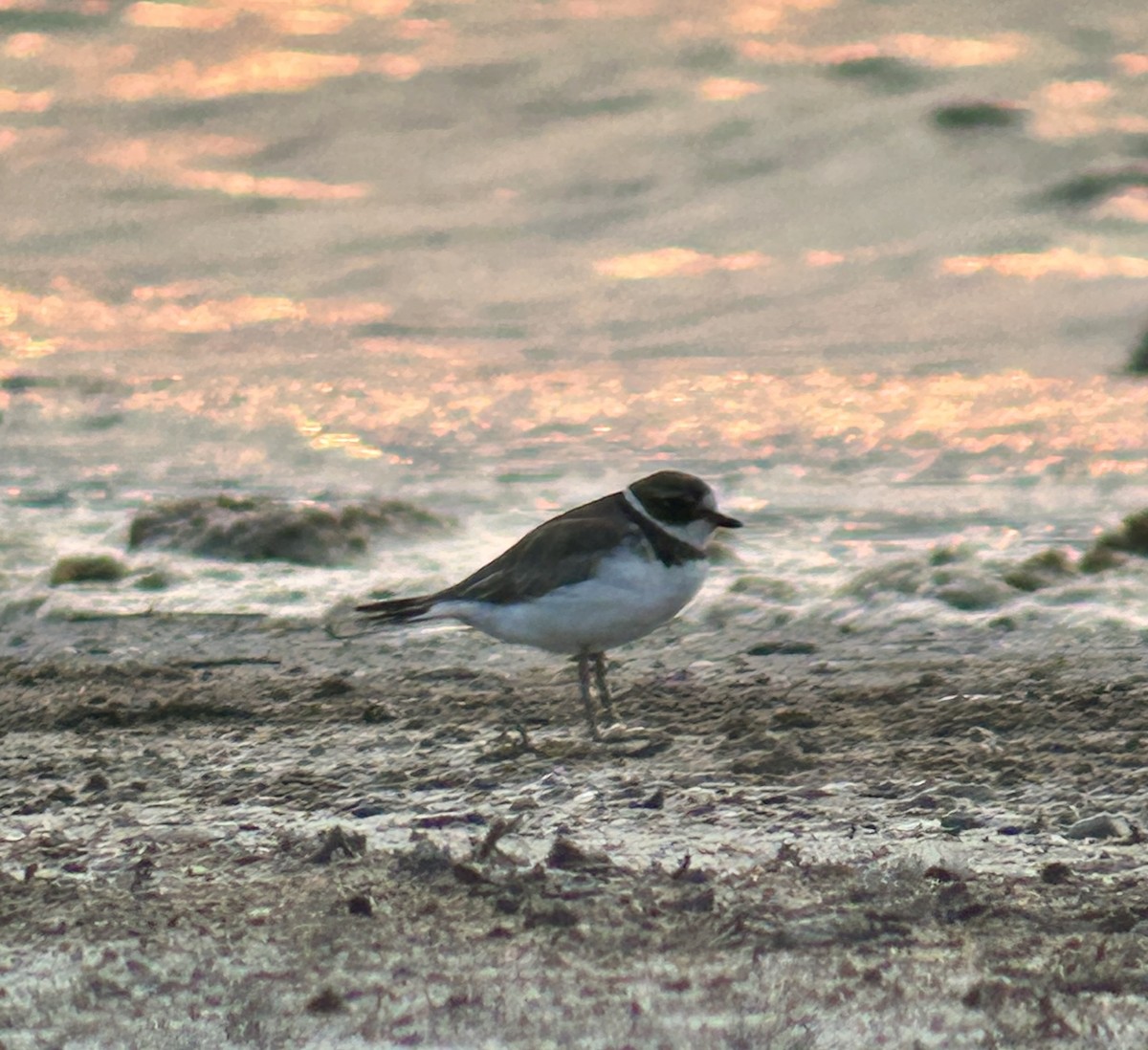 Semipalmated Plover - ML643819228