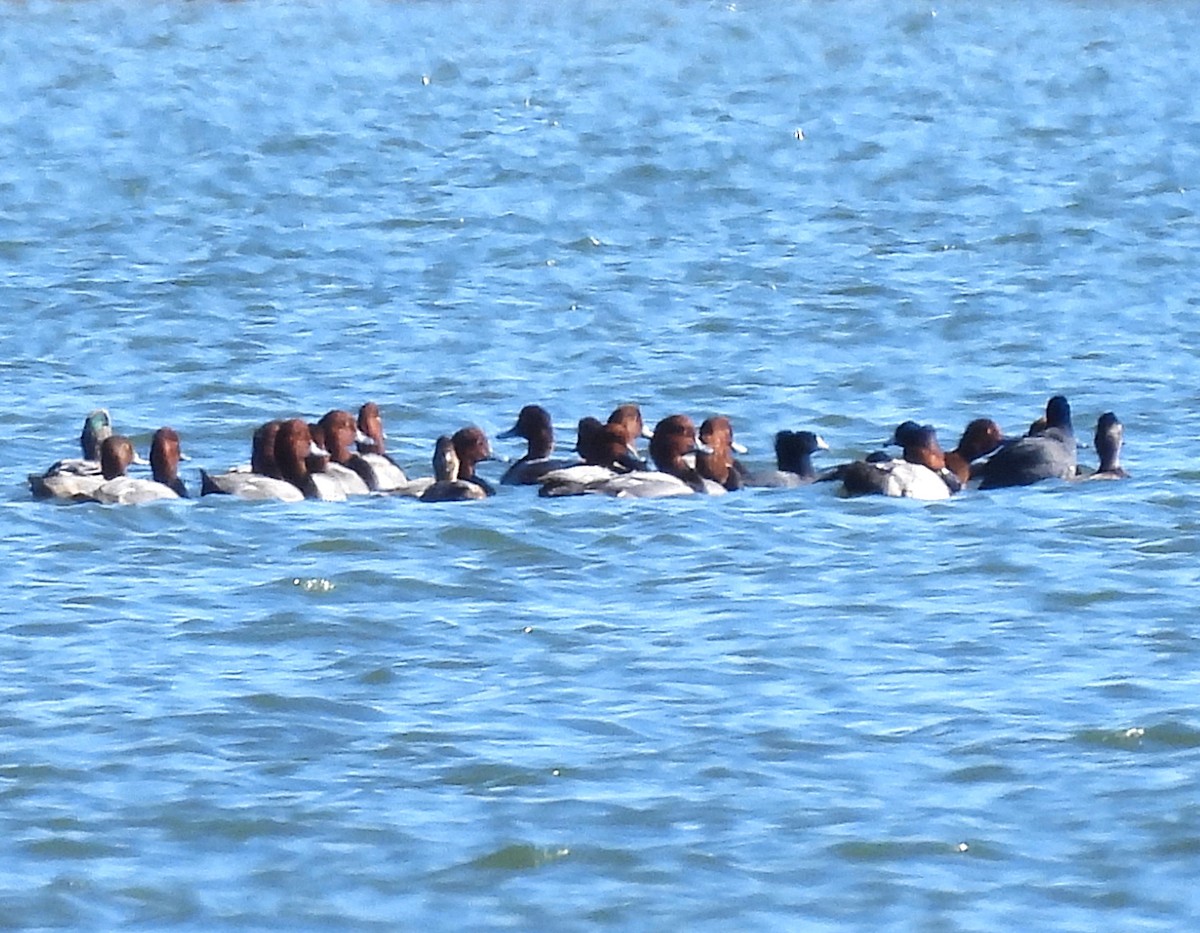 Redhead - ML643819235