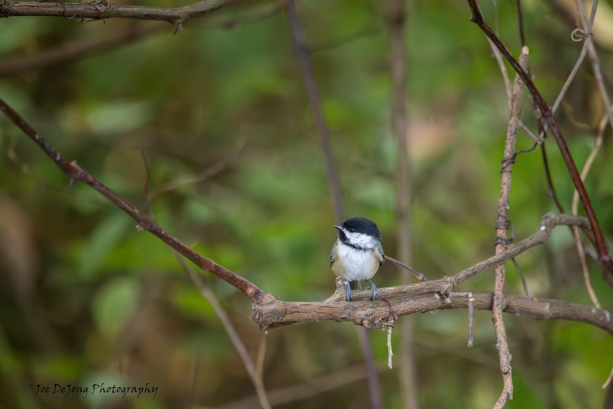 Black-capped Chickadee - ML643819238