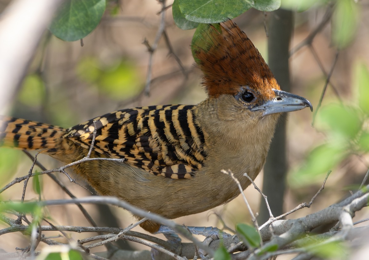Batará Gigante - ML643819248
