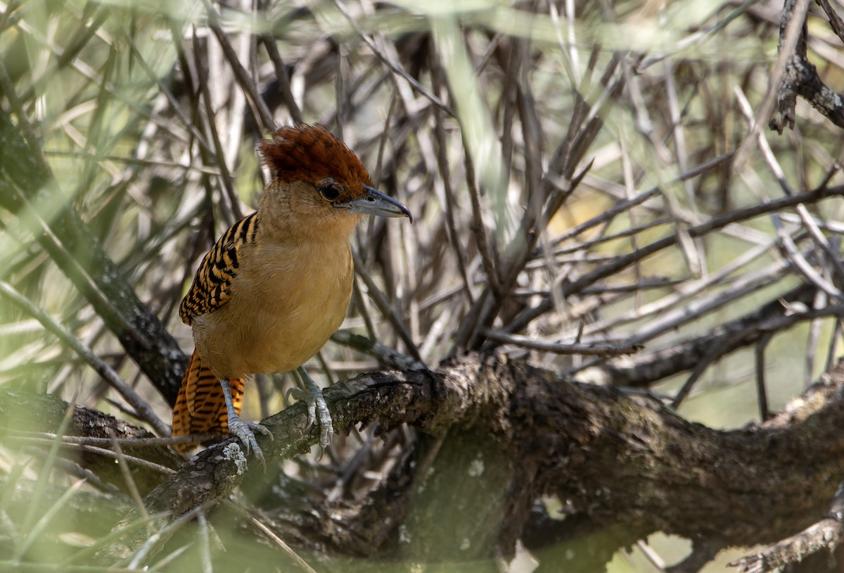 Batará Gigante - ML643819249