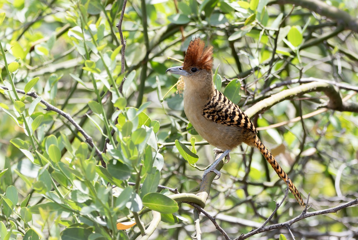 Batará Gigante - ML643819250