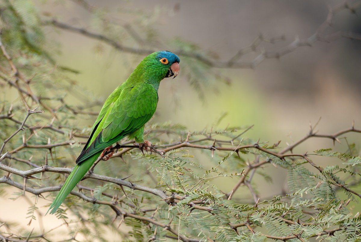 Blue-crowned Parakeet - ML643819253