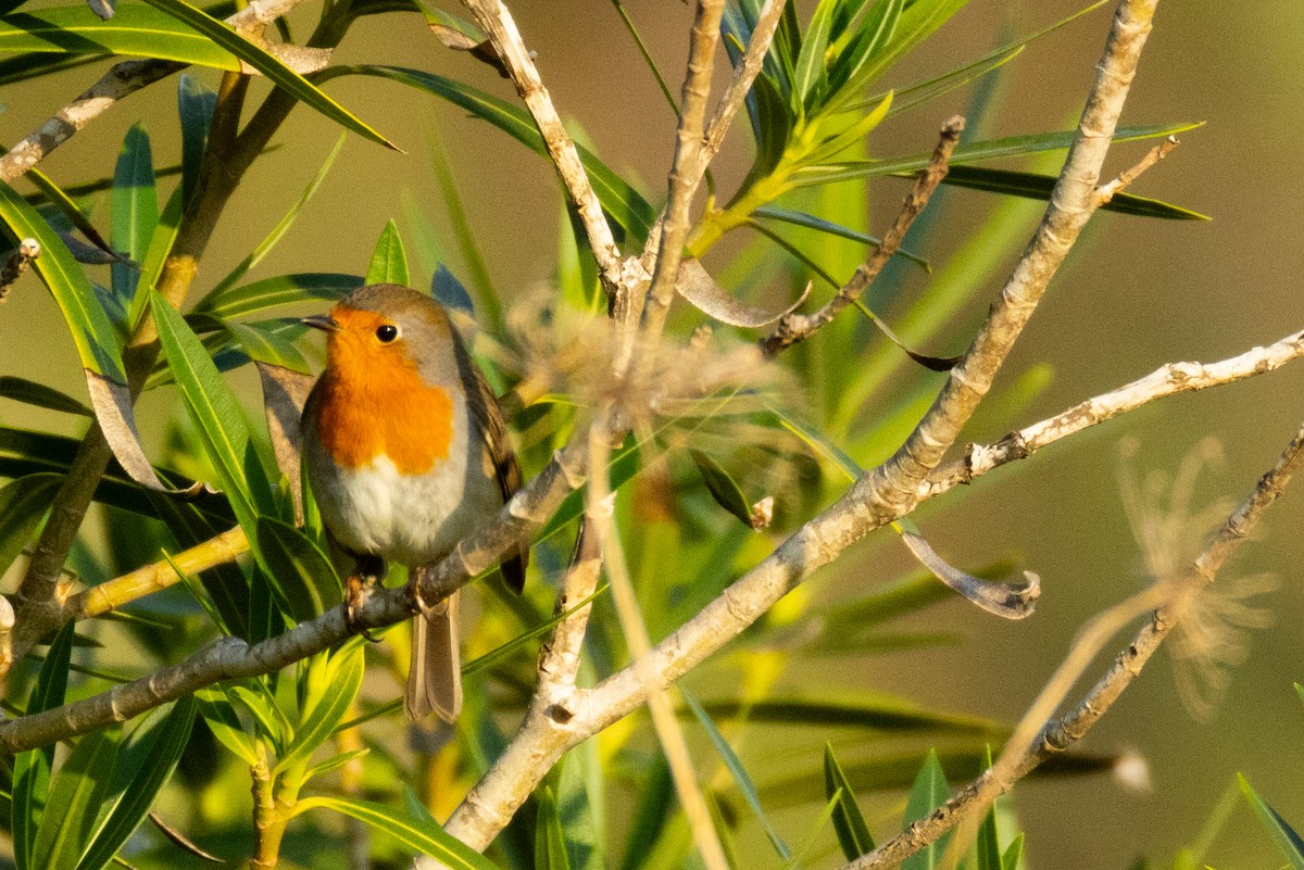 European Robin - ML643819262