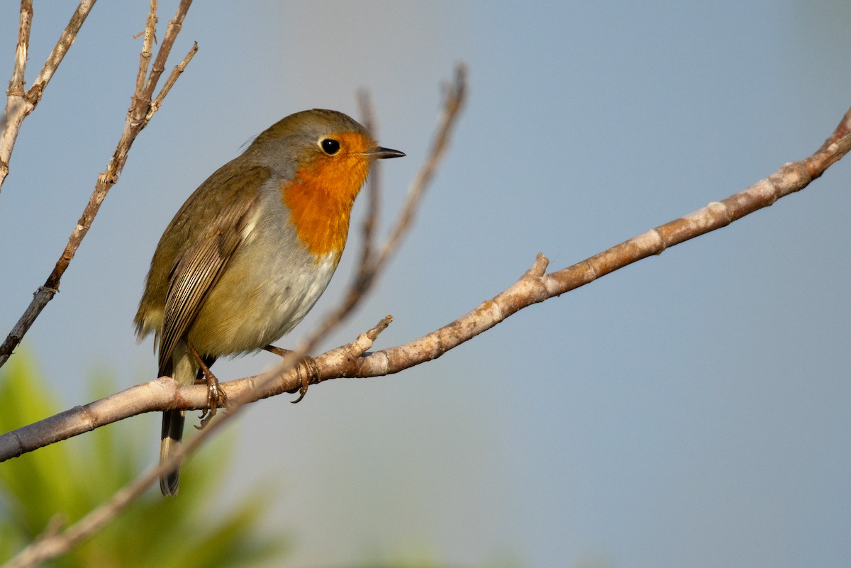 European Robin - ML643819264