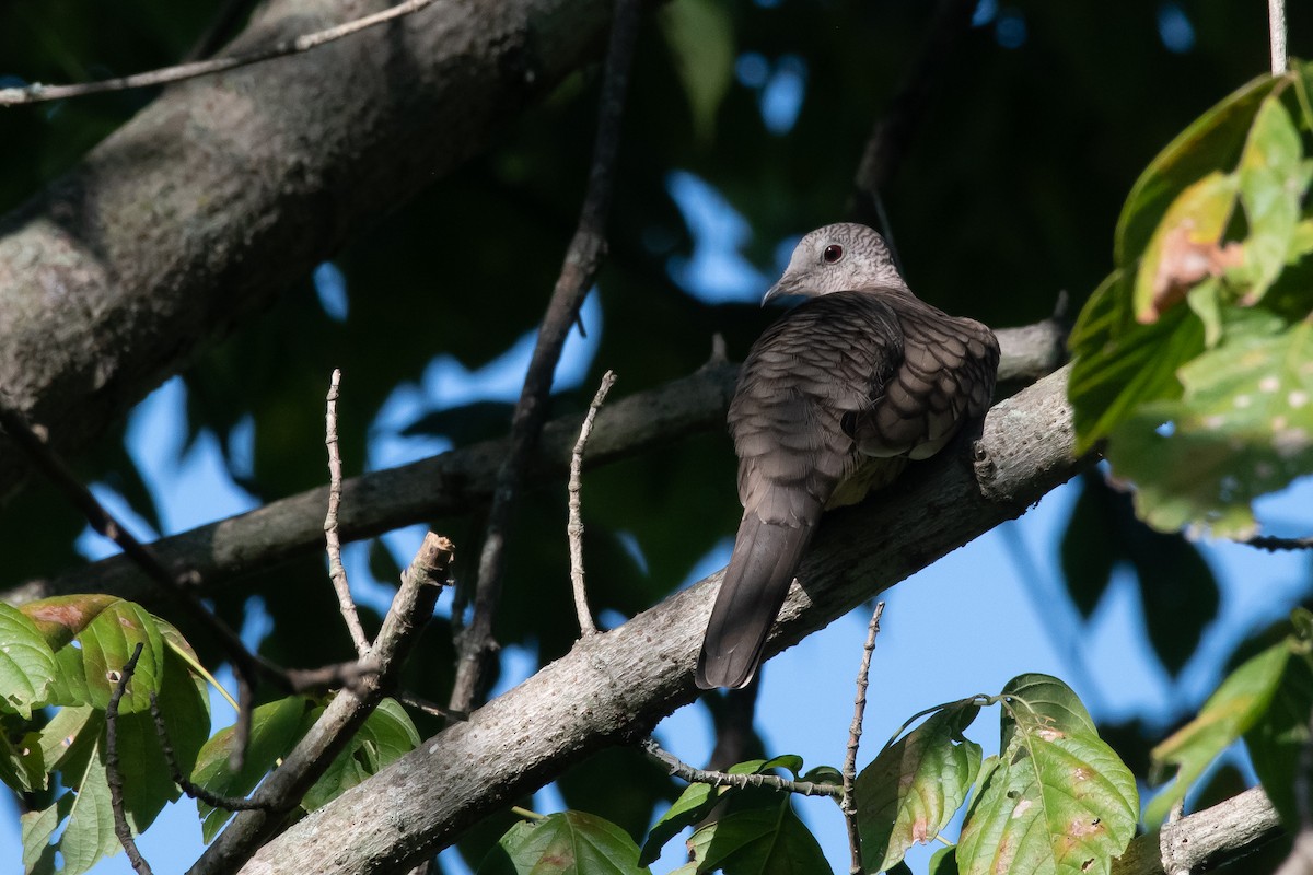 Inca Dove - ML643819279