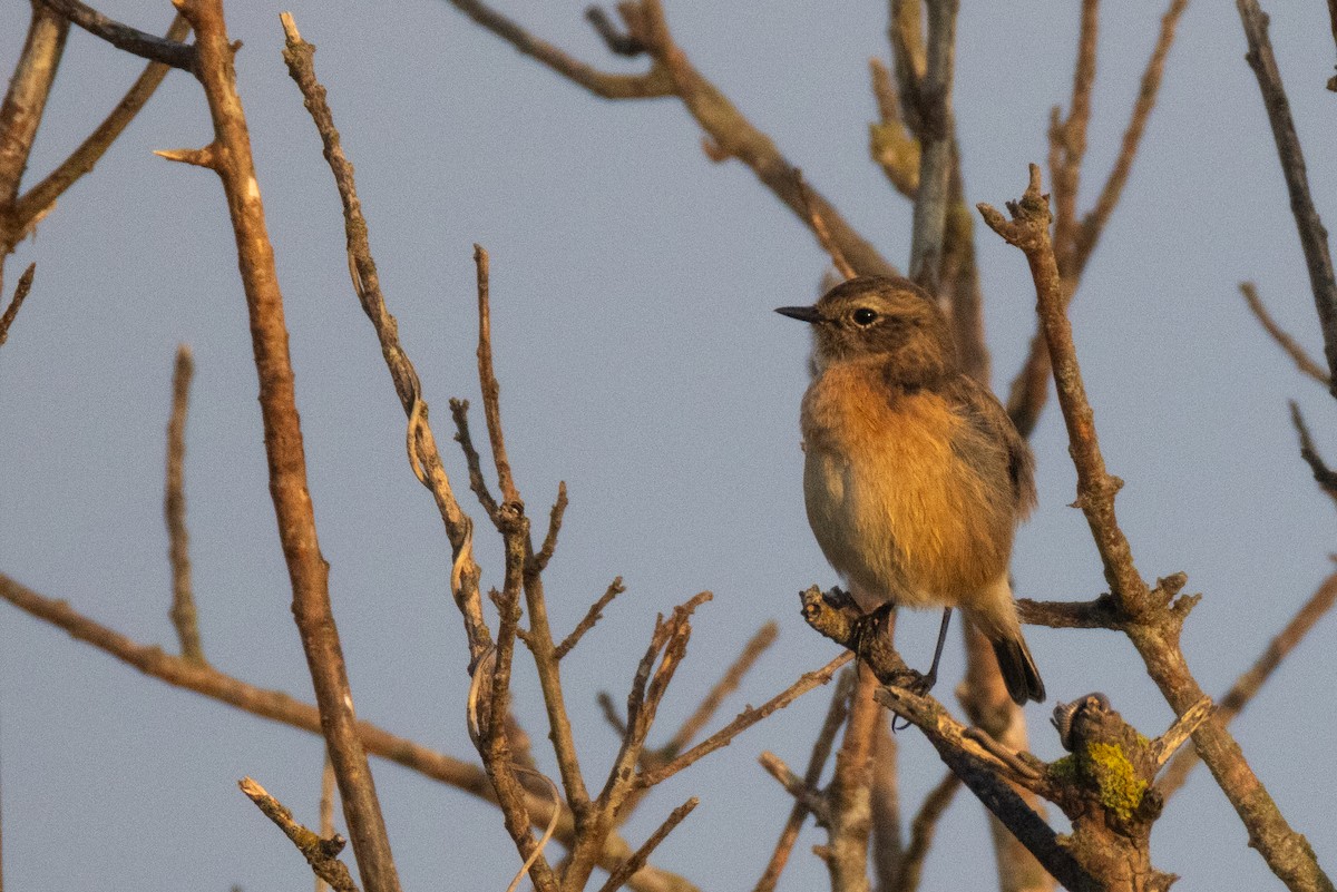 European Stonechat - ML643819280
