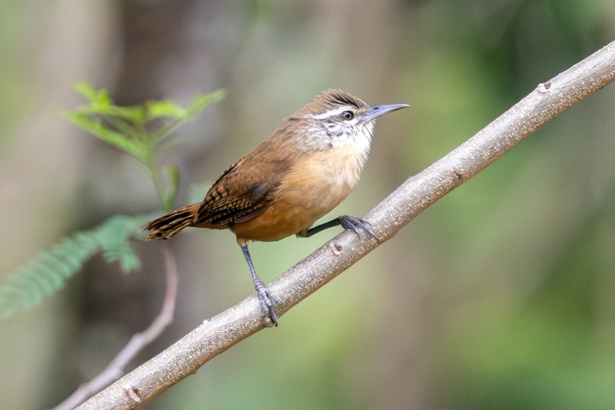 Buff-breasted Wren - ML643819295