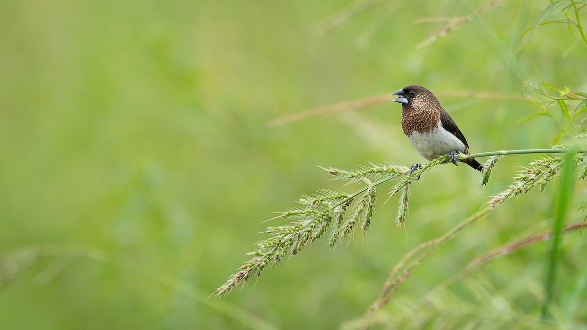 白腰文鳥 - ML643819321